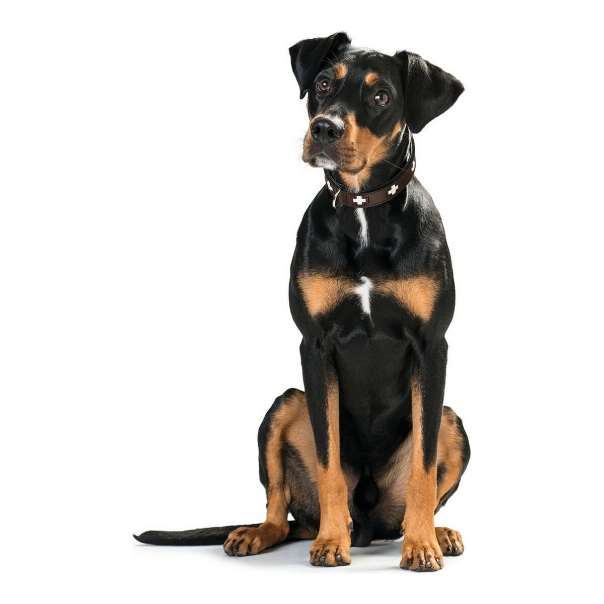 Dog collar Hunter Swiss 30-34.5 cm-3