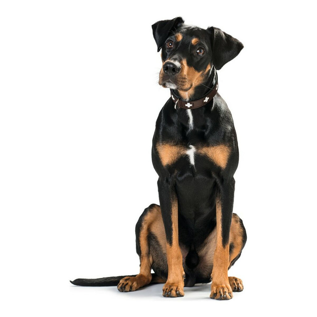 Dog collar Hunter Swiss 38-43.5 cm-3