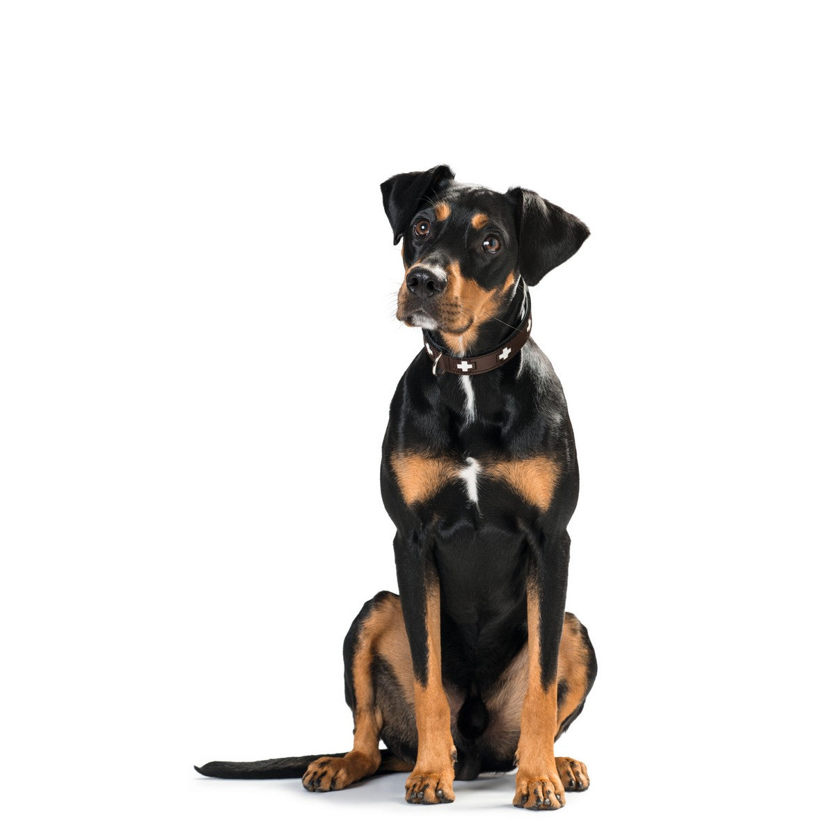 Dog collar Hunter Swiss Brown Black M 55 cm-3