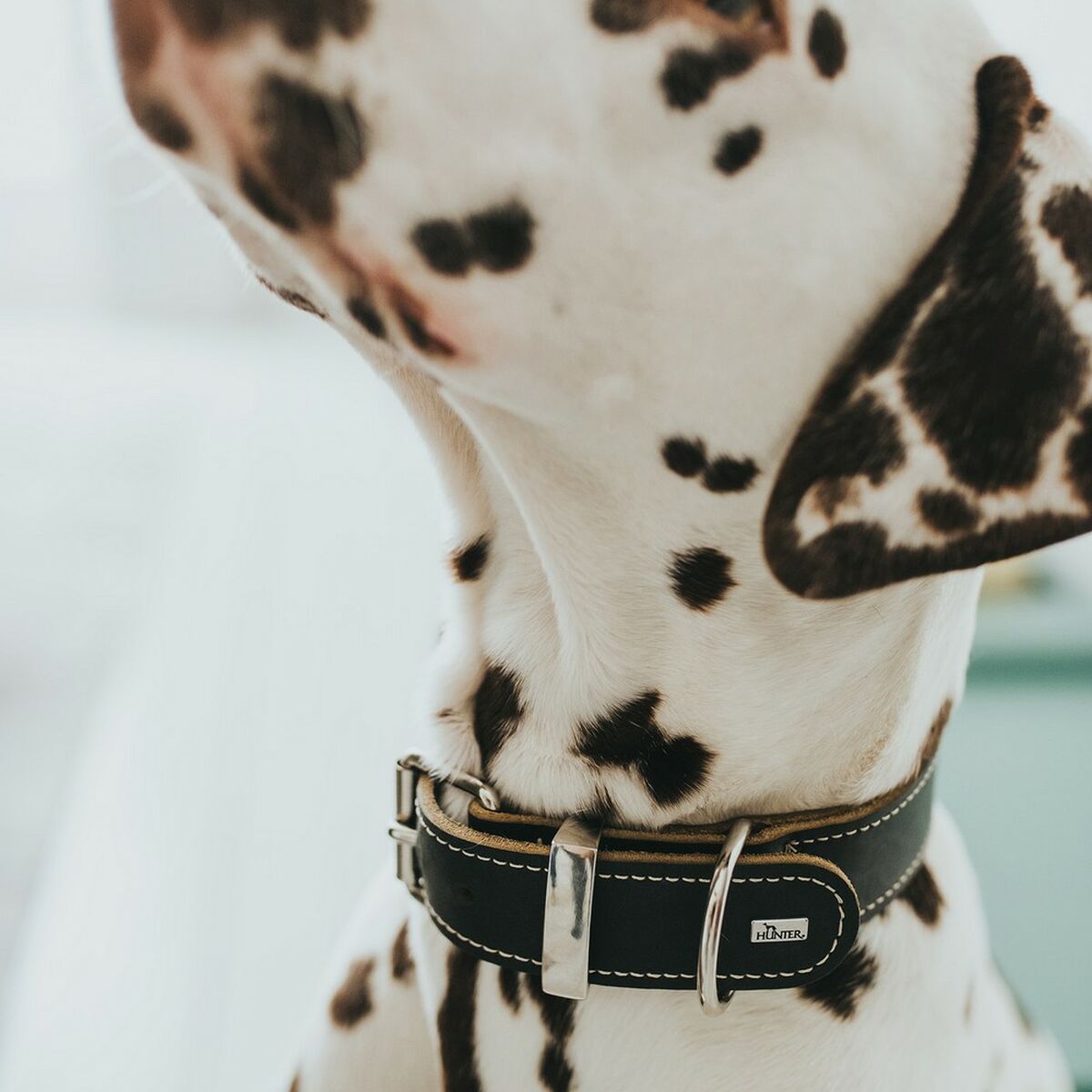 Dog collar Hunter Aalborg Black (36-44 cm)-2