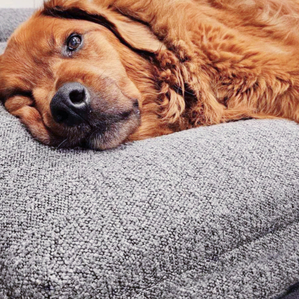 The Windsor Orthopedic Dog Bed