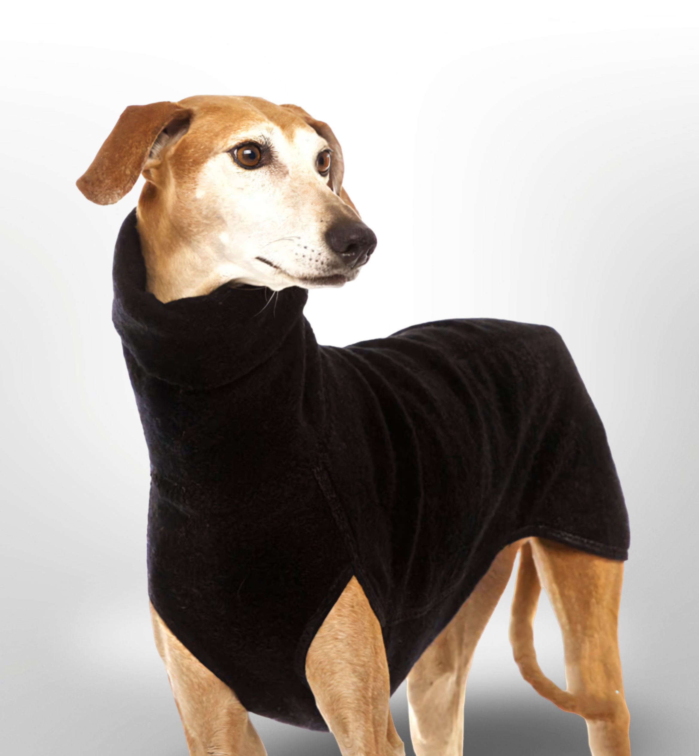 The Windsor High-Neck Coat