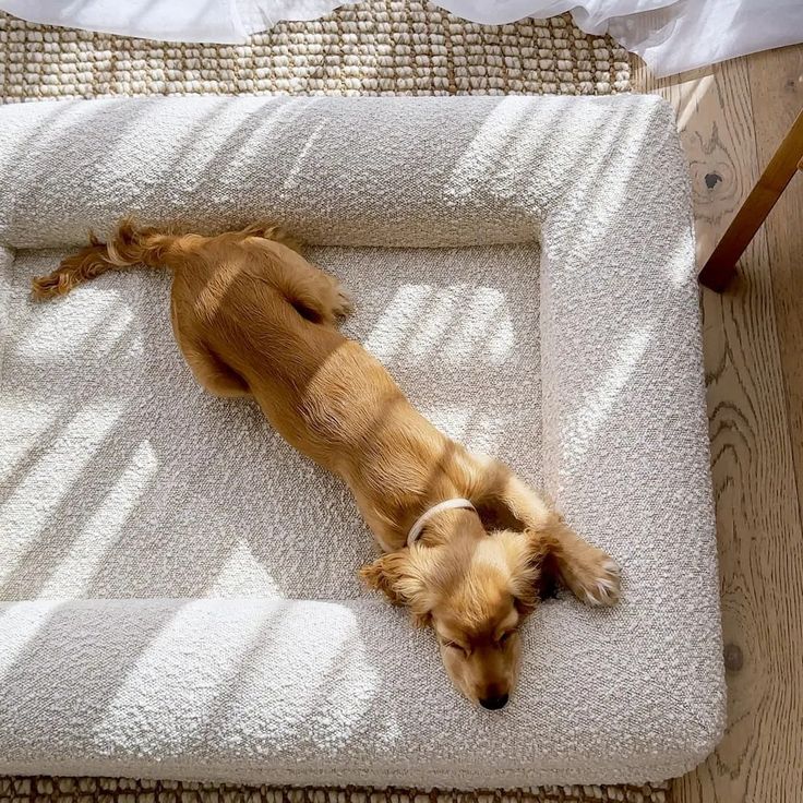 The Windsor Orthopedic Dog Bed
