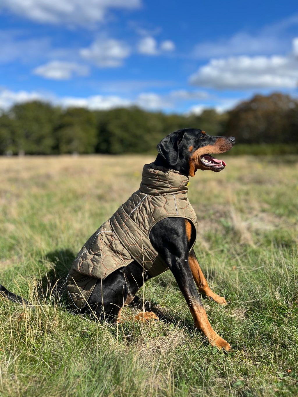 Side view of a dog wearing The Heritage Field Coat in Field Khaki with comfortable fit and freedom of movement