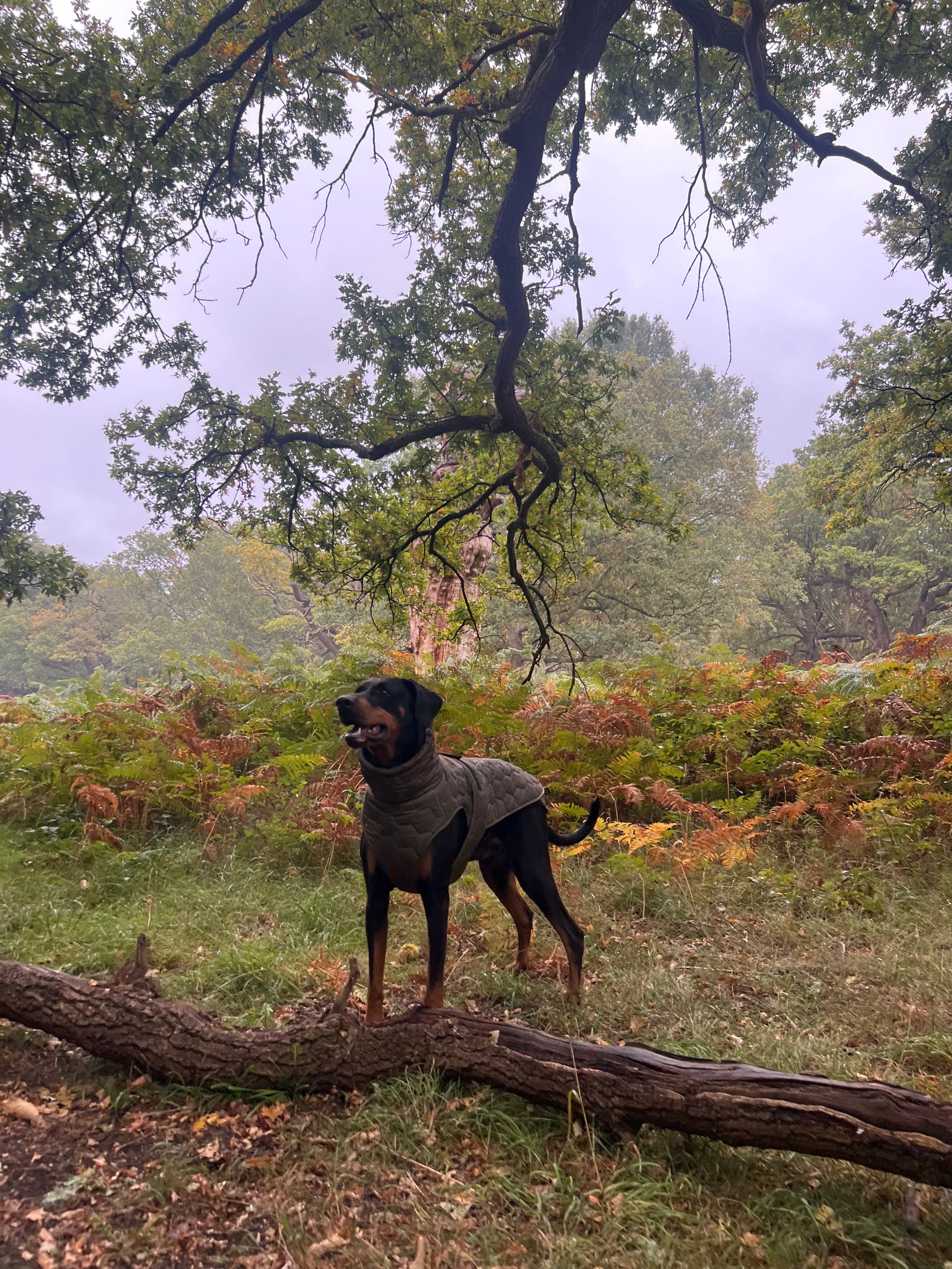 Dog wearing The Heritage Field Coat in Hunting Green during an outdoor walk in woodland scenery
